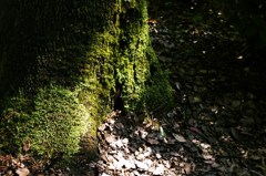 Moss