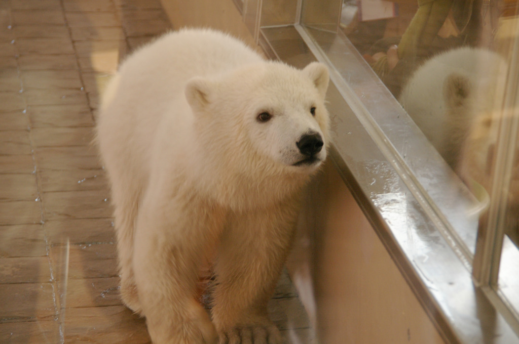 A Baby Polar Bear 1