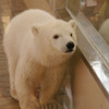 A Baby Polar Bear 1