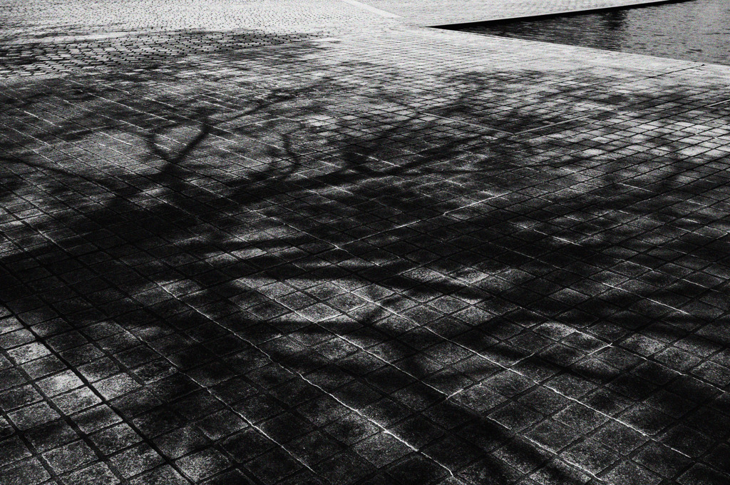 Shadow