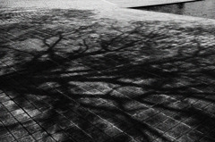 Shadow