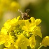 菜の花とミツバチ
