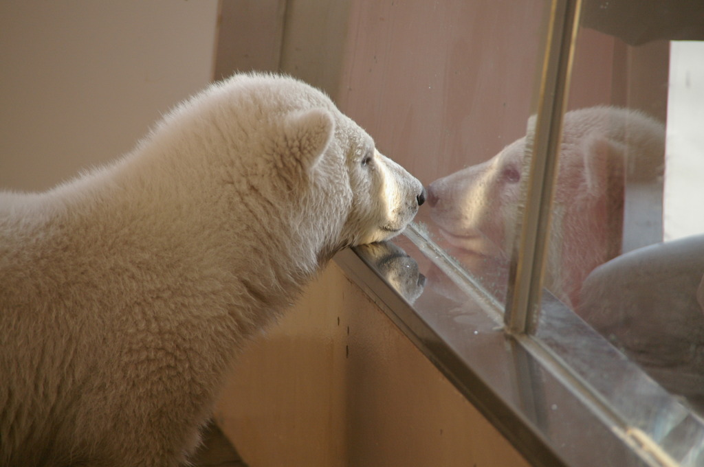 A Baby Polar Bear 2