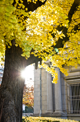 Golden Leaves