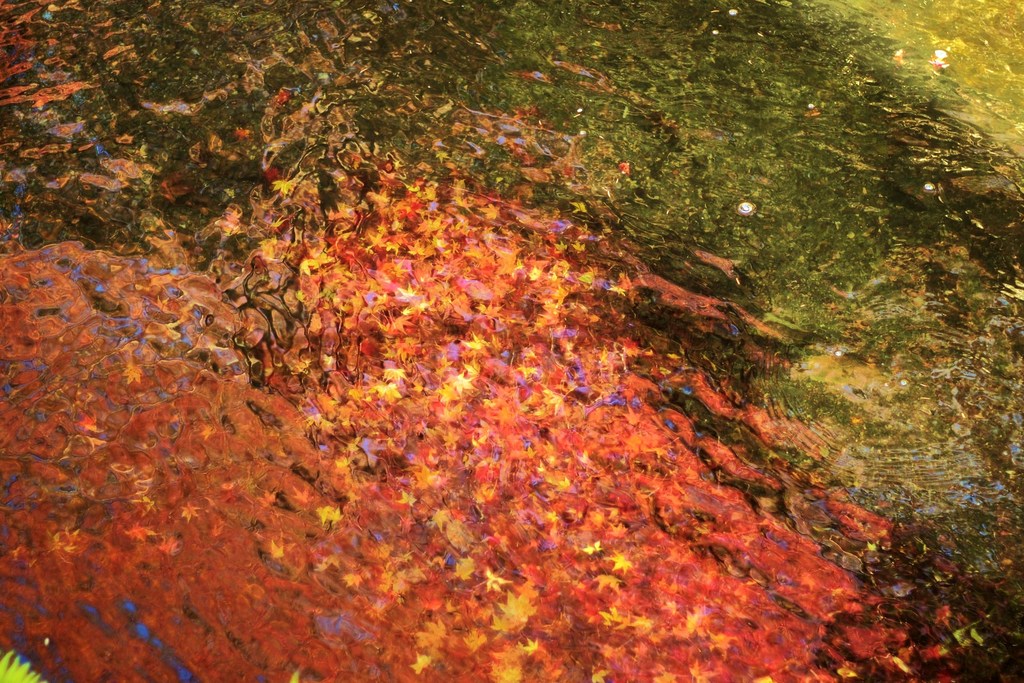 Autumn In Water