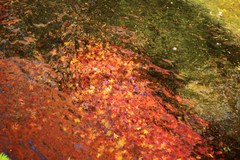 Autumn In Water