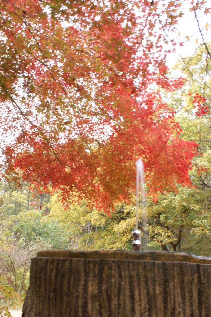 紅葉