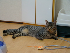 セクシーポーズ