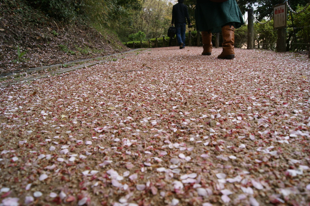 桜の絨毯
