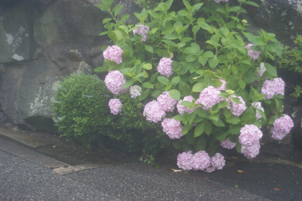 霧と紫陽花