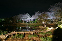 夜桜