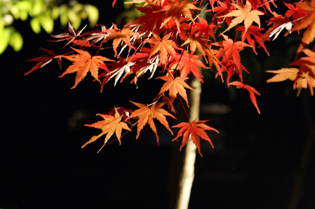 夜紅葉