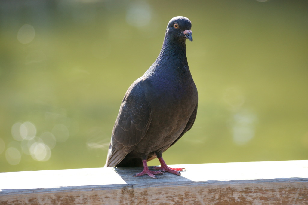 鳥撮り