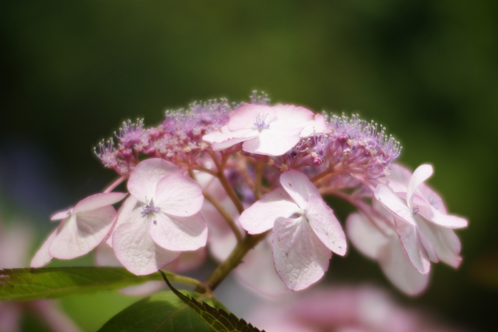 ピンク色の額紫陽花
