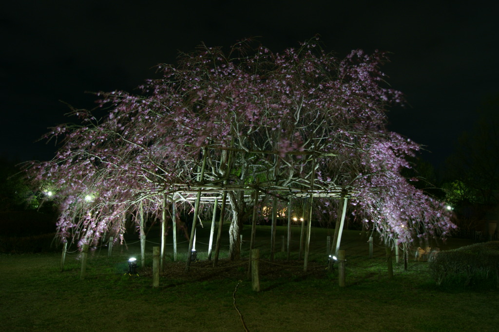 しだれ桜