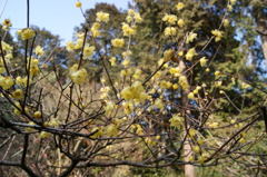 石山寺の梅園