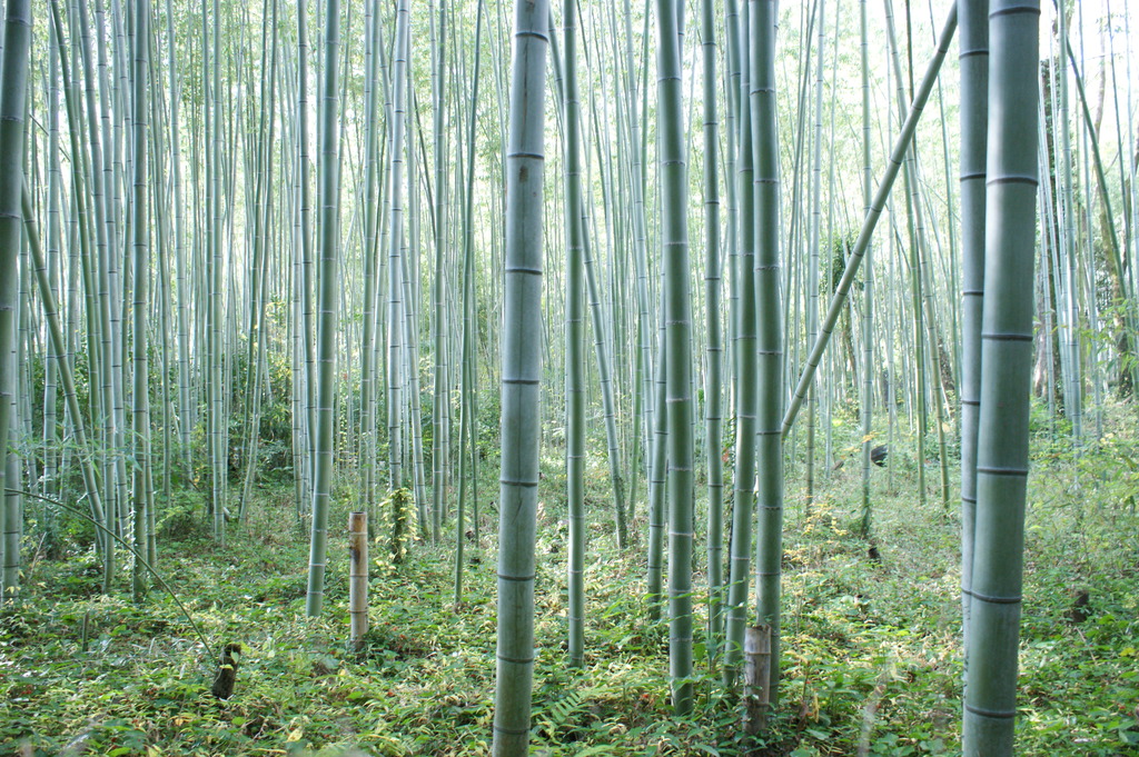 嵯峨野の竹林