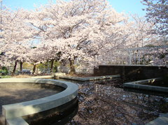 水面の桜