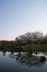 澄んだ空と桜