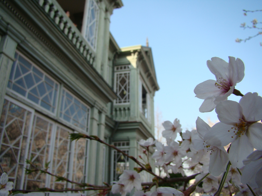 洋館と桜