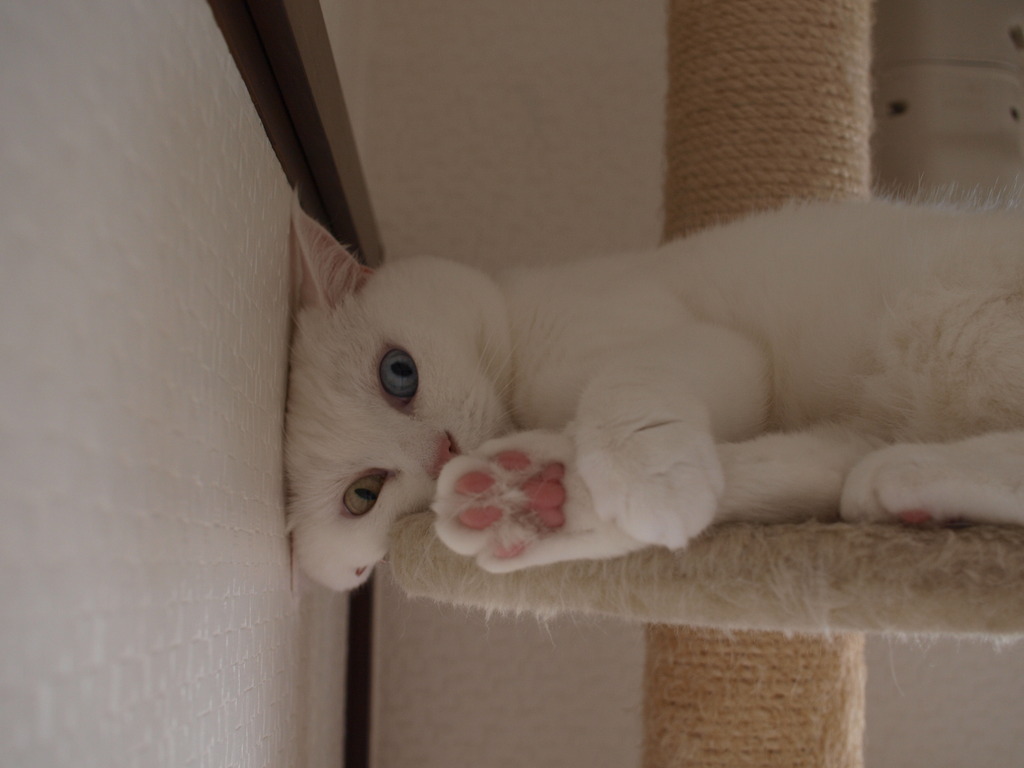 つぶれた顔