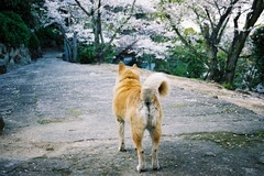 尾道の案内犬