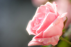 I see pink roses,