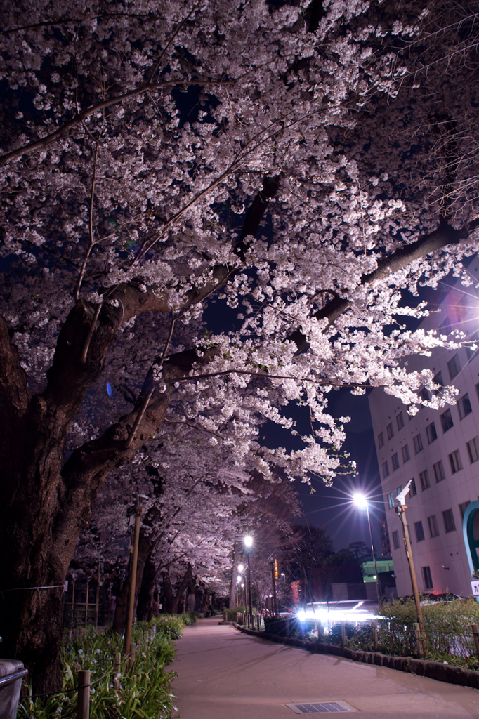 夜桜