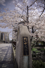 橋から眺める桜