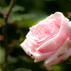 white roses, too.