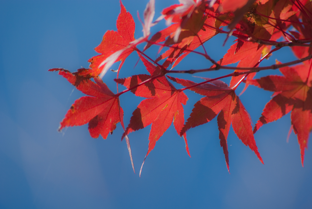 高尾の紅葉2011