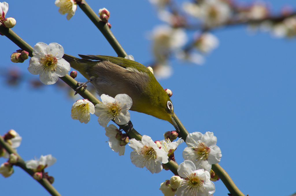 蜜を求めて