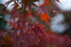 水も滴るいい紅葉