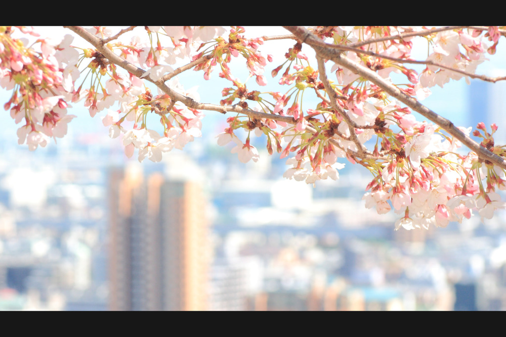 桜と神戸の街