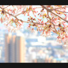 桜と神戸の街
