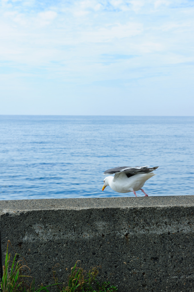 kamome