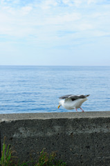 kamome