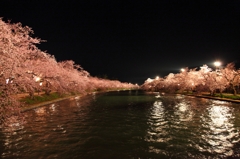 夜桜