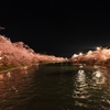 夜桜
