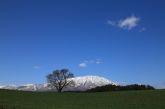 小岩井一本桜【春】