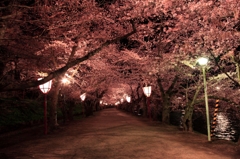 弘前城桜のトンネル