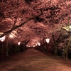 弘前城桜のトンネル
