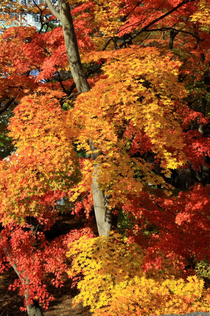 紅葉
