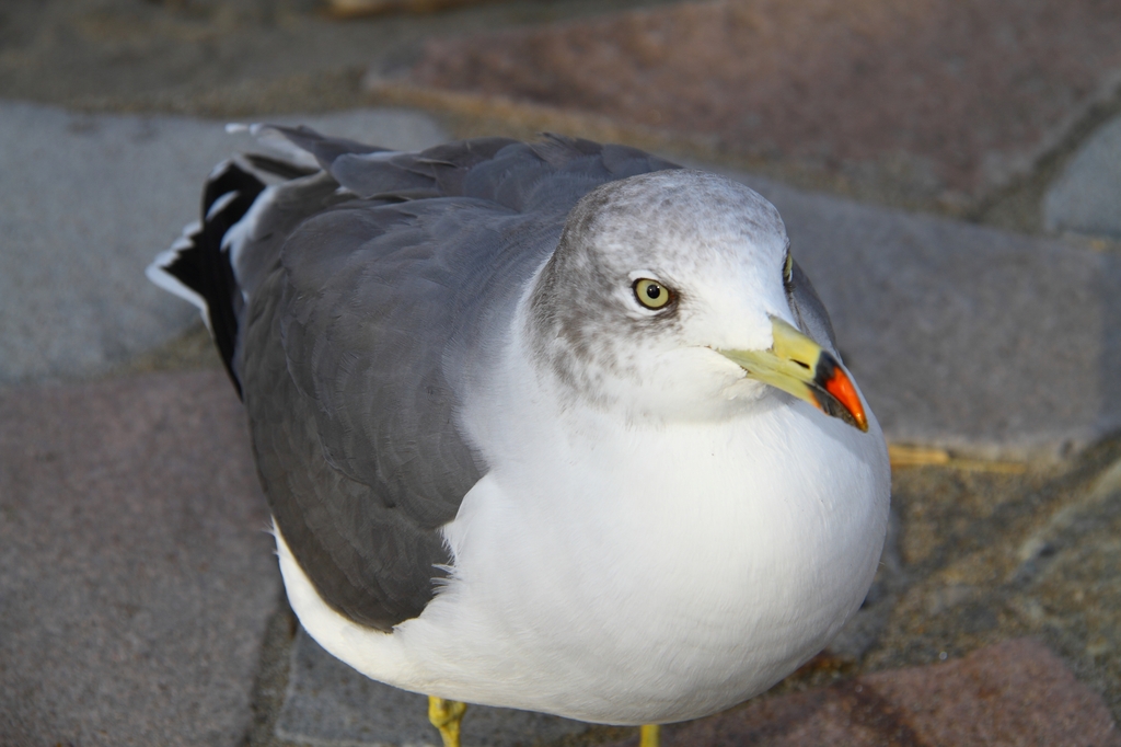 ウミネコ