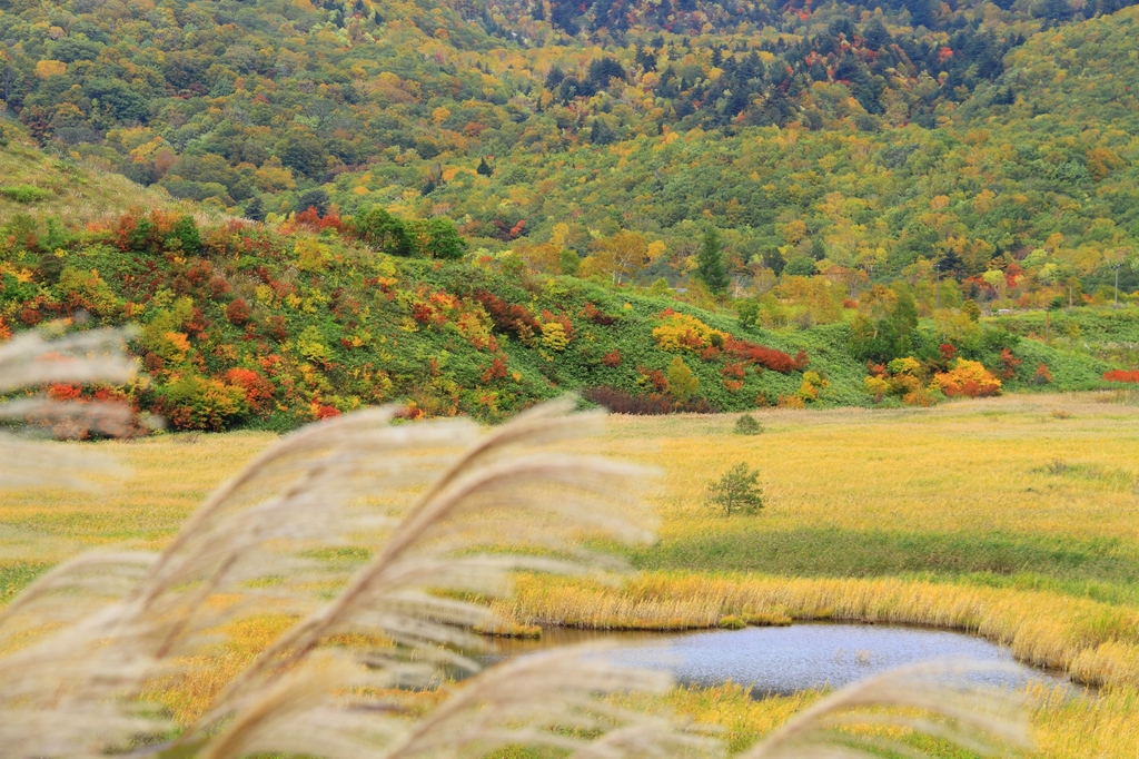 紅葉