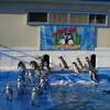 ペンギン