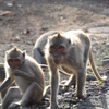 ウルワツ寺院のお猿