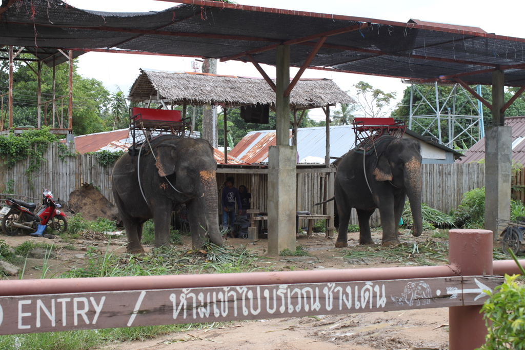 タイの像さん