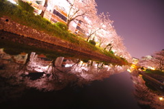 桜道