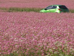 ピンクの花に囲まれて